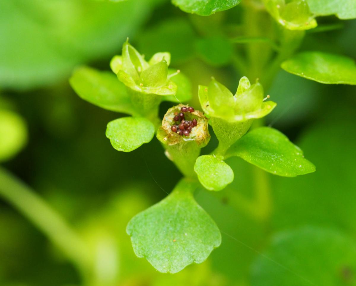 Saxifrage, Opposite-leaved Golden fruit